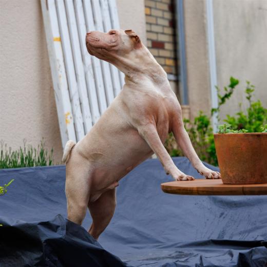 2024-05-03-17-09-34-EOS R7-6483-Verbessert-RR_2048px