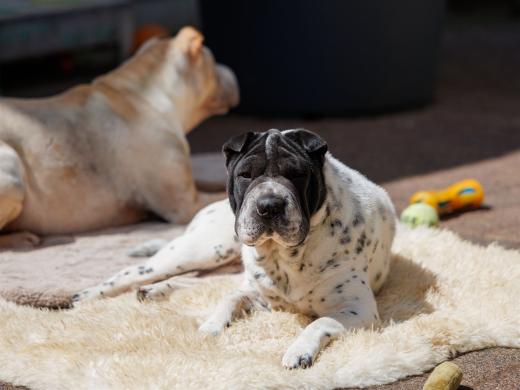 2024-05-09-12-59-08-EOS R6m2-0259_2048px