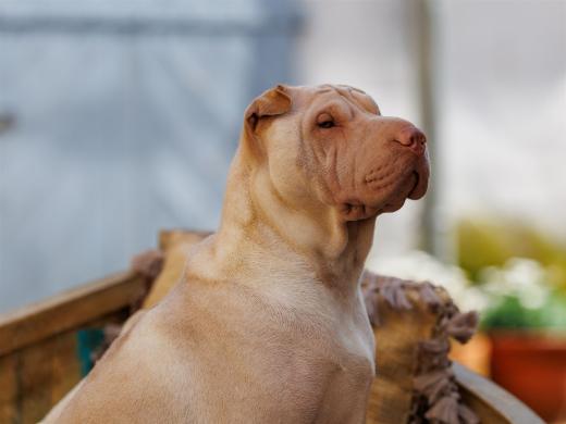 2024-05-09-15-29-31-EOS R6m2-4389_2048px