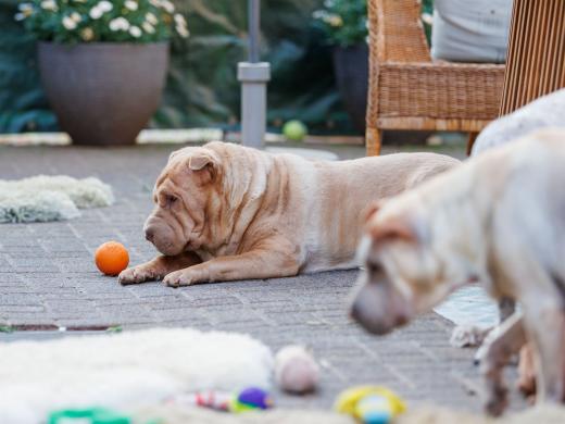 2024-05-14-20-12-51-EOS R6m2-4414