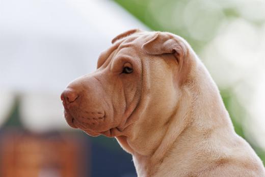 2024-05-15-19-09-00-EOS R6m2-4443-Verbessert-RR