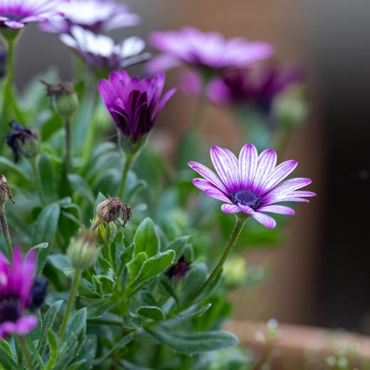 2024-05-15-19-19-15-EOS R6m2-4461