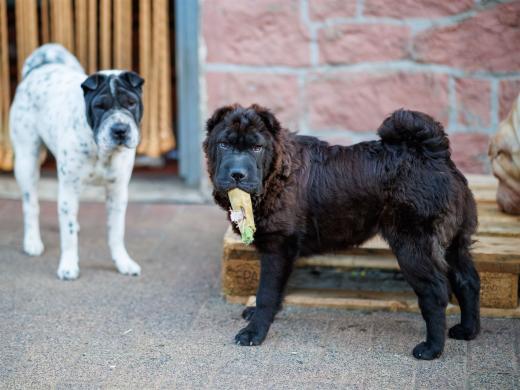 2024-05-16-20-52-14-EOS R6m2-1186-Verbessert-RR_2048px