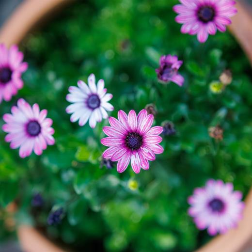 2024-05-16-20-54-34-EOS R6m2-1221-Verbessert-RR_2048px