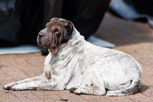 2024-05-19-13-54-46-EOS R6m2-4586