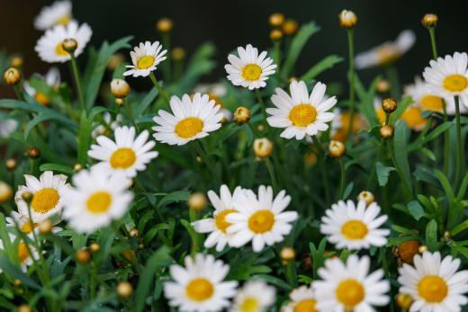 2024-05-19-13-59-09-EOS R6m2-4647