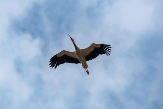 2024-05-19-14-02-36-EOS R6m2-4683