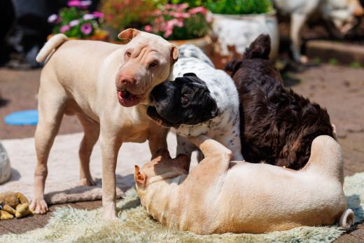 2024-05-19-14-15-00-EOS R6m2-4816