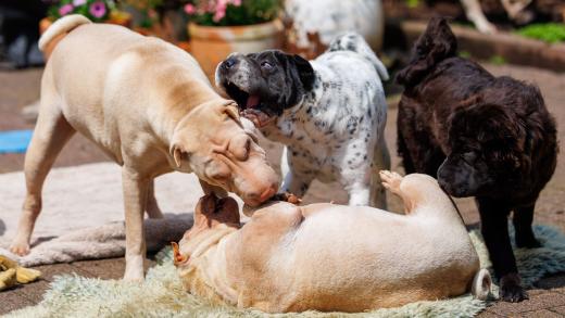 2024-05-19-14-15-02-EOS R6m2-4827