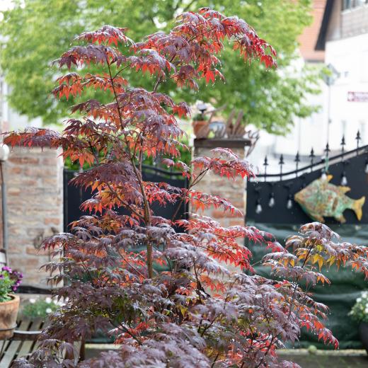 2024-05-19-18-40-01-EOS R6m2-1253-Verbessert-RR