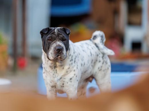 2024-08-07-19-28-42-EOS R6m2-5166