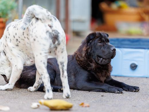 2024-08-07-19-30-22-EOS R6m2-5171