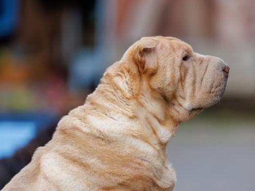 2024-08-07-19-35-55-EOS R6m2-5192-Verbessert-RR