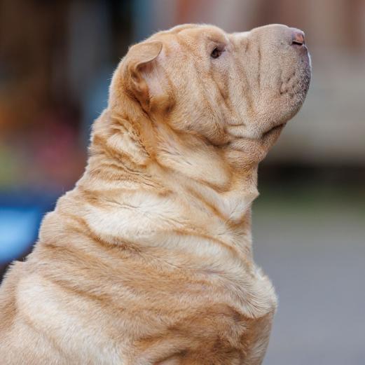 2024-08-07-19-35-58-EOS R6m2-5193