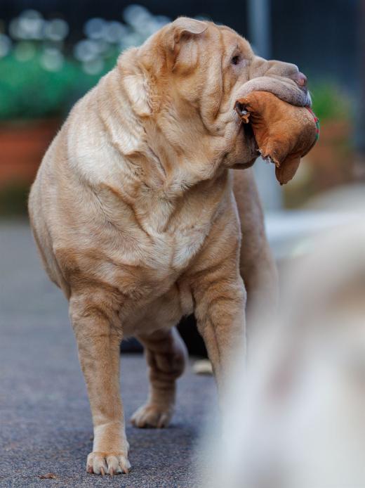 2024-08-07-19-45-41-EOS R6m2-5203