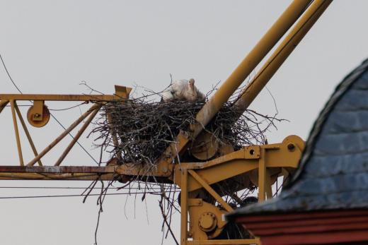 2024-06-01-19-38-09-EOS R7-6641