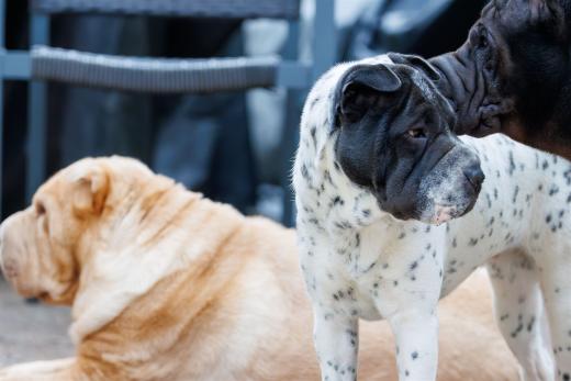 2024-06-01-19-42-51-EOS R7-6650-Verbessert-RR