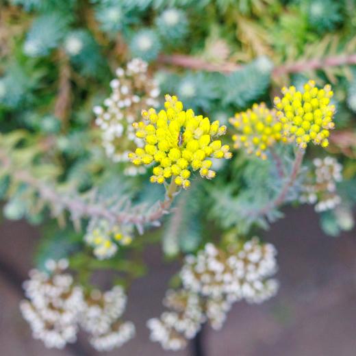 2024-06-23-14-13-23-EOS R7-6752