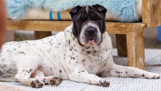 2024-06-23-17-05-31-EOS R7-6799