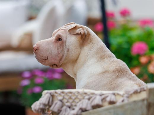 2024-06-23-20-14-11-EOS R6m2-4888