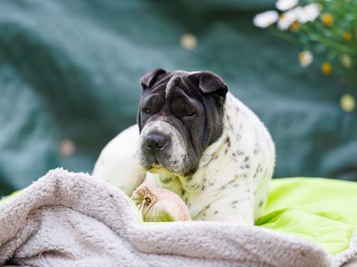 2024-06-23-20-23-52-EOS R6m2-4914-Verbessert-RR