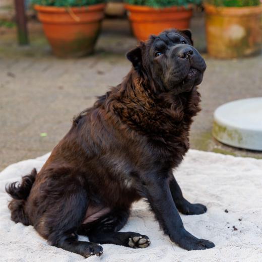 2024-06-28-17-53-09-EOS R6m2-1288