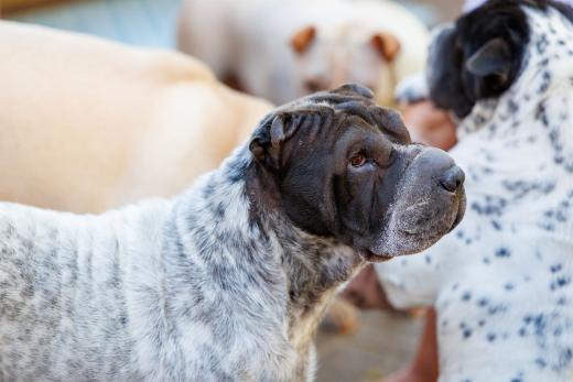 2024-06-28-18-12-20-EOS R6m2-1313