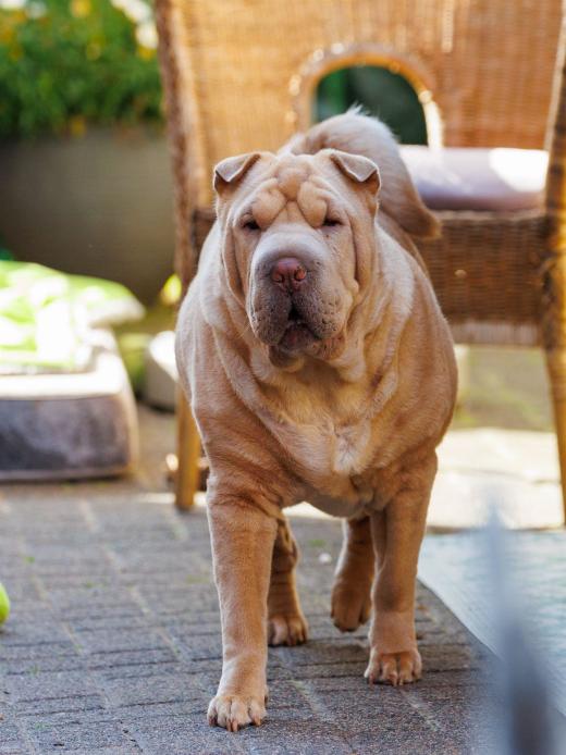 2024-06-28-18-15-31-EOS R6m2-4933