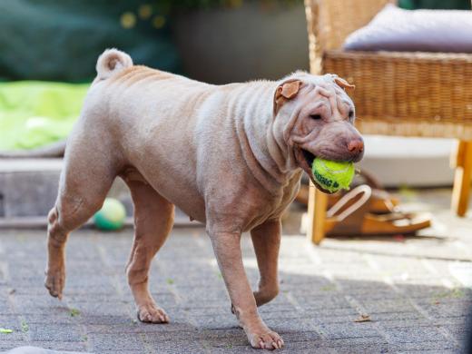 2024-06-28-18-42-26-EOS R6m2-5105