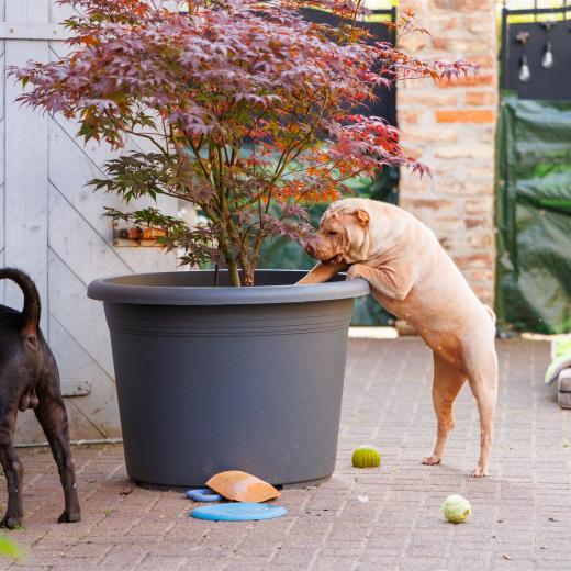 2024-06-28-18-58-38-EOS R6m2-1326