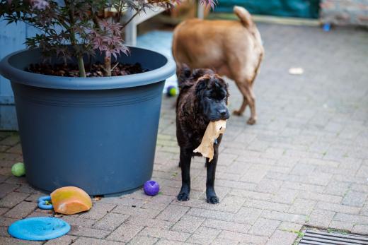 2024-07-03-20-49-16-EOS R6m2-1337-Verbessert-RR