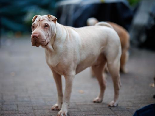 2024-07-03-20-58-01-EOS R6m2-1378-Verbessert-RR