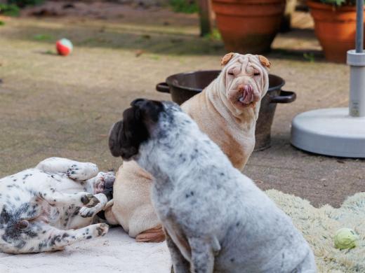 2024-10-06-16-09-45-EOS R6m2-1603_2048px