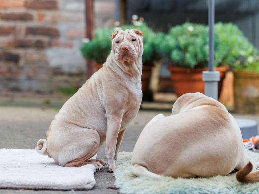 2024-10-06-16-10-40-EOS R6m2-5355_2048px