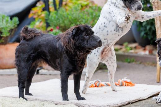 2024-10-06-16-23-15-EOS R6m2-5426_2048px