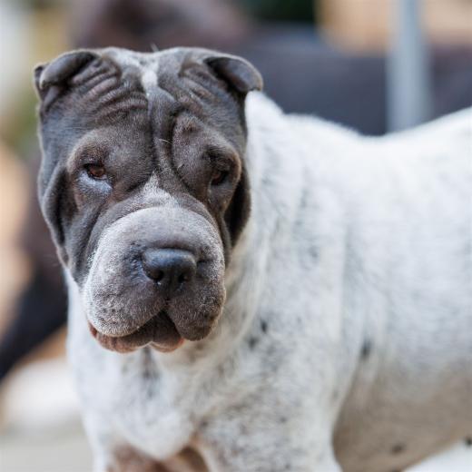 2024-10-06-16-25-36-EOS R6m2-5443_2048px