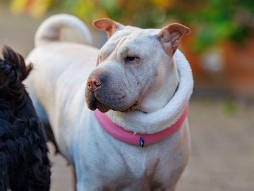 2024-10-26-15-30-35-EOS R6m2-5536-Verbessert-RR_2048px