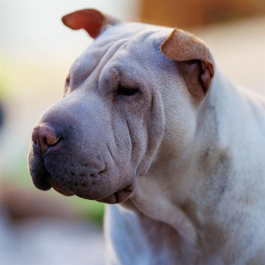 2024-10-26-15-38-11-EOS R6m2-5586_2048px