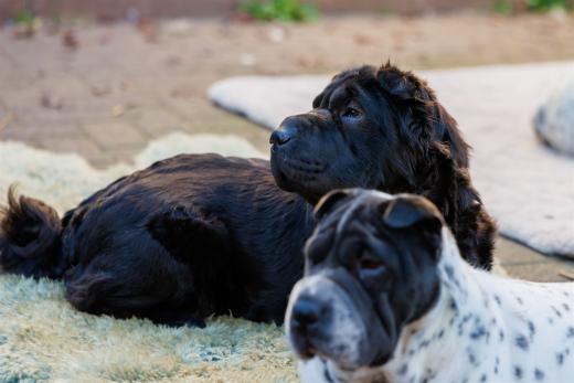 2024-10-26-15-47-33-EOS R6m2-1695-Verbessert-RR_2048px