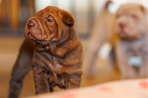 2025-01-26-11-57-38-EOS R6m2-5766-Verbessert-RR