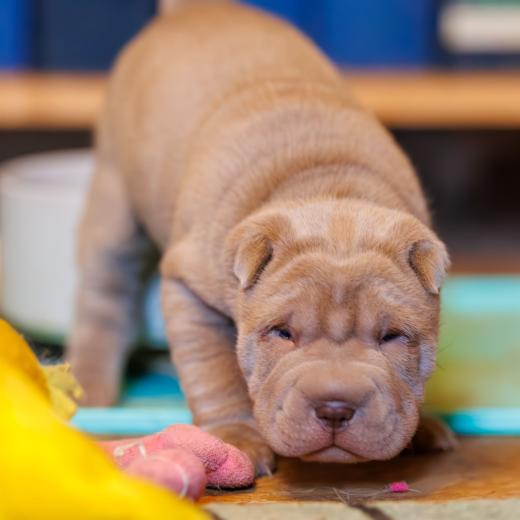 2025-01-26-11-59-25-EOS R6m2-5779-Verbessert-RR