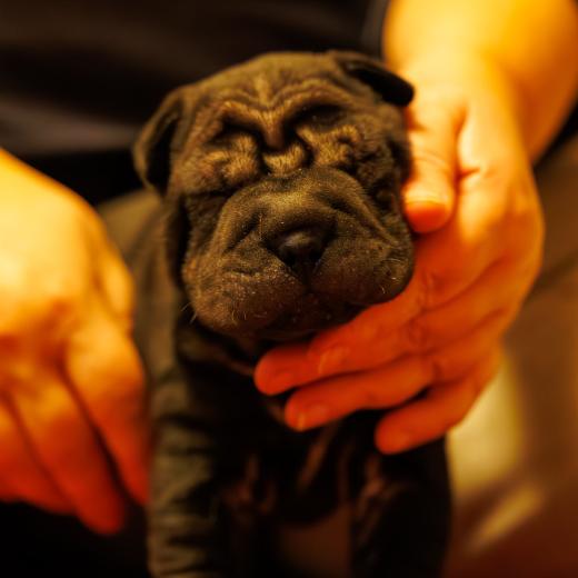 2025-01-26-22-05-12-EOS R6m2-1761-Verbessert-RR