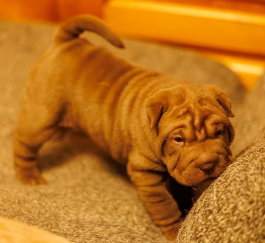 2025-01-26-22-12-25-EOS R6m2-1819-Verbessert-RR