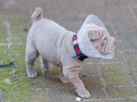 2025-02-02-10-47-47-EOS R6m2-5811-Verbessert-RR