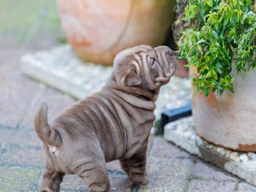 2025-02-02-10-49-11-EOS R6m2-5835-Verbessert-RR