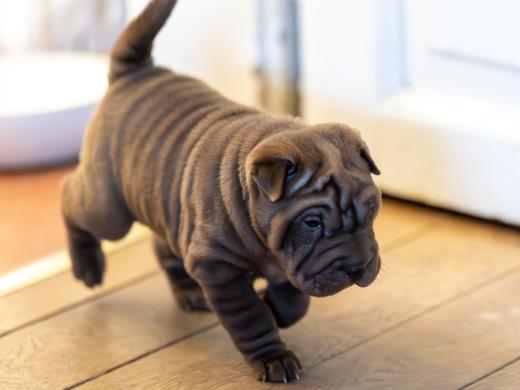 2025-02-02-10-54-51-EOS R6m2-5859-Verbessert-RR