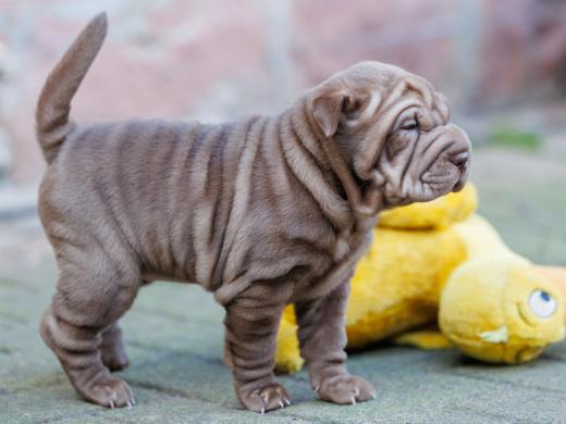 2025-02-08-10-12-06-EOS R6m2-5892-Verbessert-RR