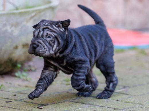 2025-02-08-10-12-17-EOS R6m2-5899-Verbessert-RR