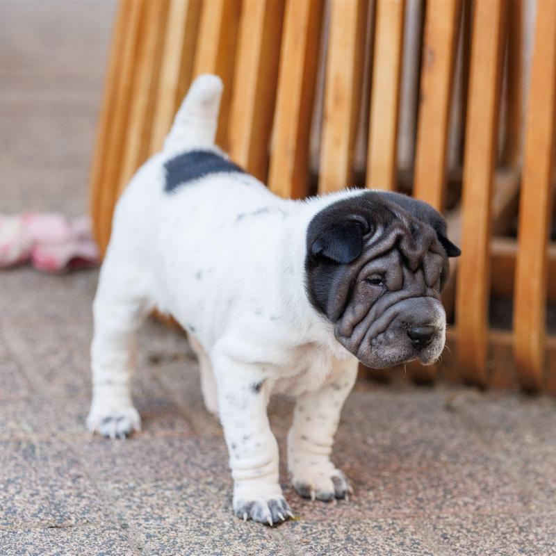 2025-07-11-16-43-44-EOS R6m2-6434