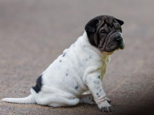 2025-07-11-16-47-40-EOS R6m2-6483